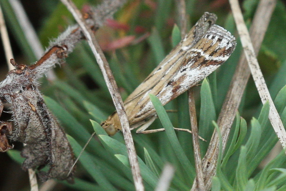 Pempeliella ornatella - díszes karcsúmoly