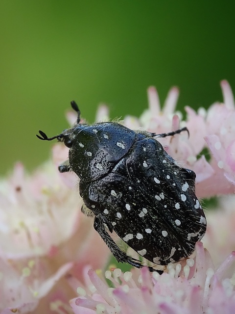 Oxythyrea funesta - sokpettyes virágbogár