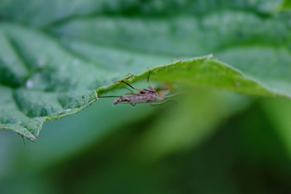 Chironomidae - árvaszúnyogok