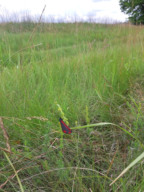 Tyria jacobaeae - jakabfű-medvelepke
