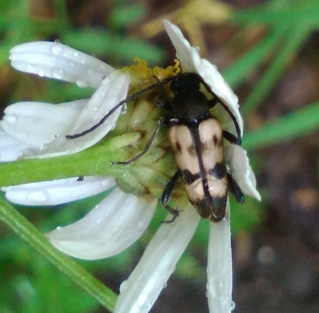 Pachytodes erraticus - rajzos virágcincér