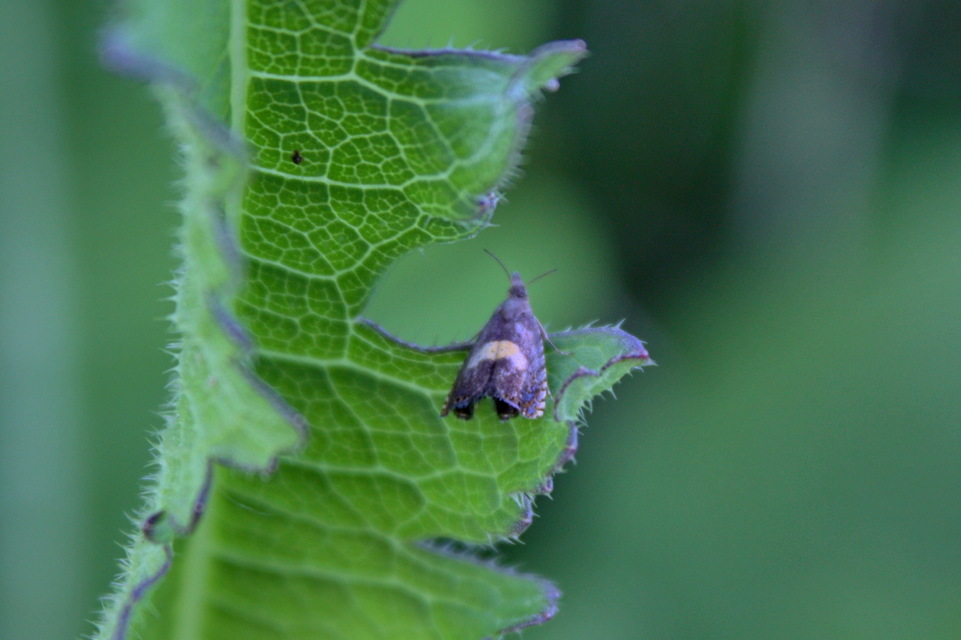 Dichrorampha