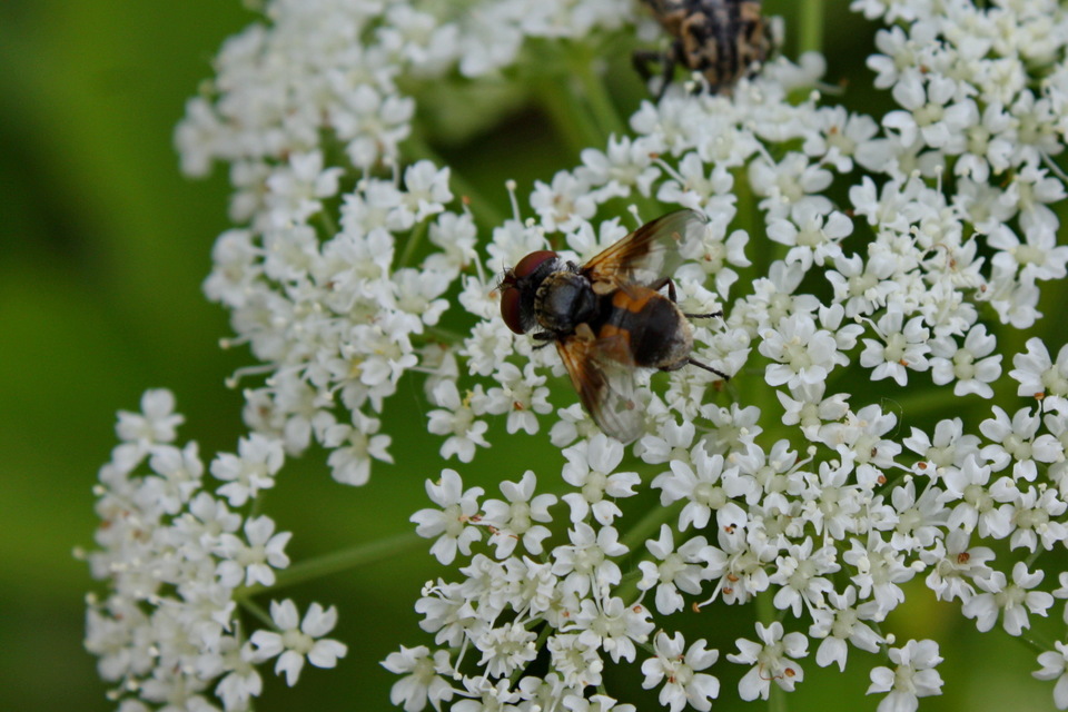 Ectophasia