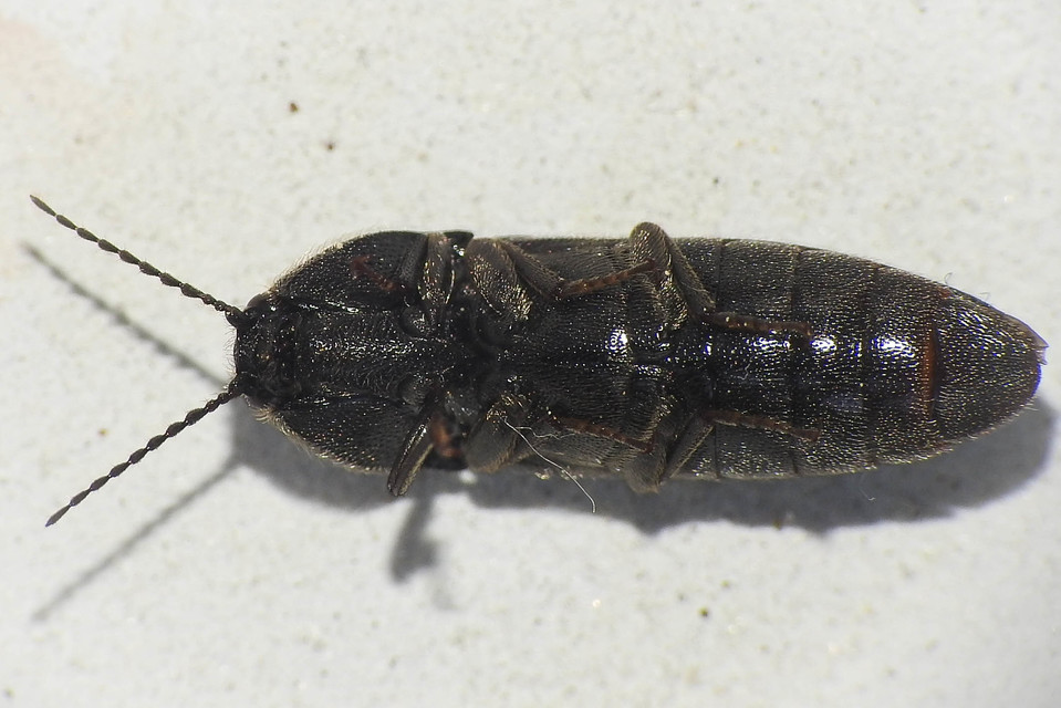 Melanotus