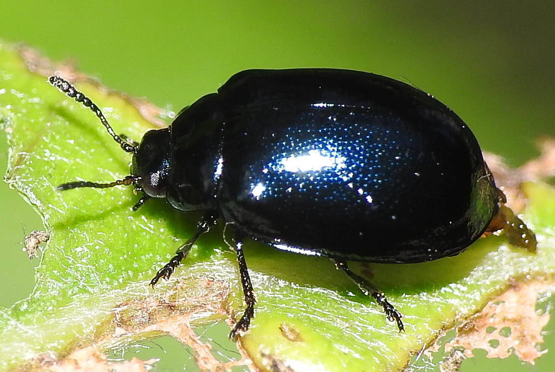 Plagiodera versicolora - törpe fűzlevelész