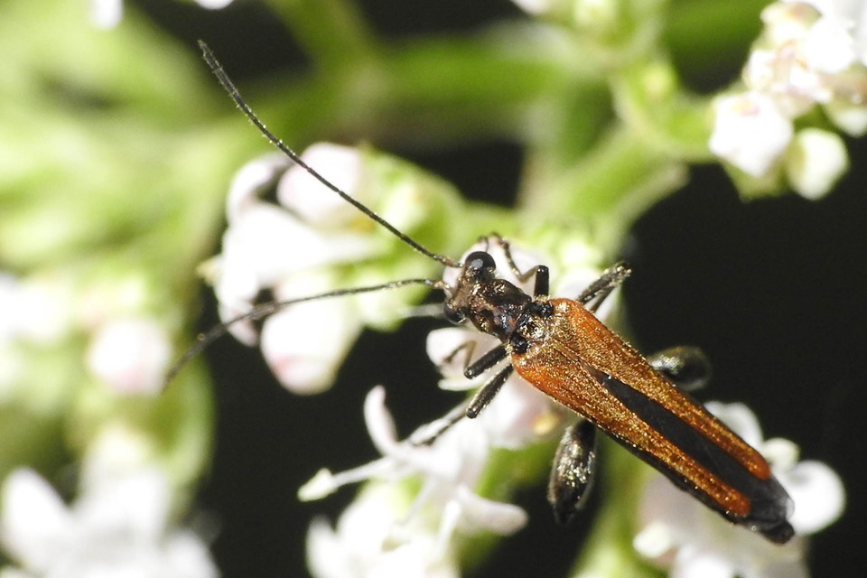 Oedemera femorata - sárgahátú álcincér