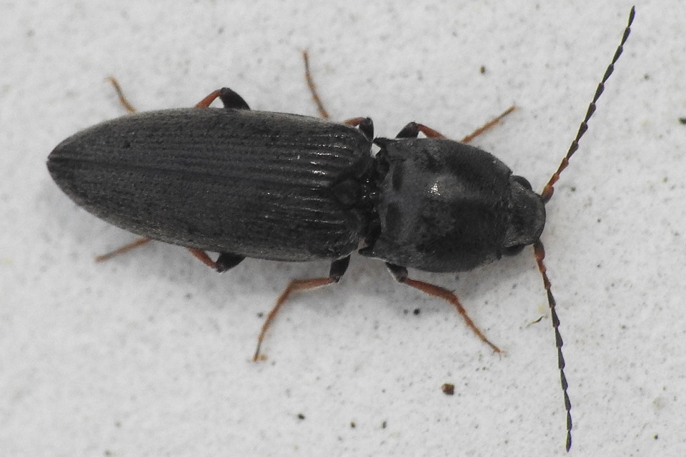 Dicronychus cinereus - szürke szívespattanó