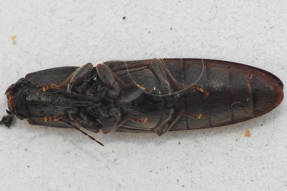 Athous haemorrhoidalis - szurkos pattanó Athous haemorrhoidalis - szurkos pattanó