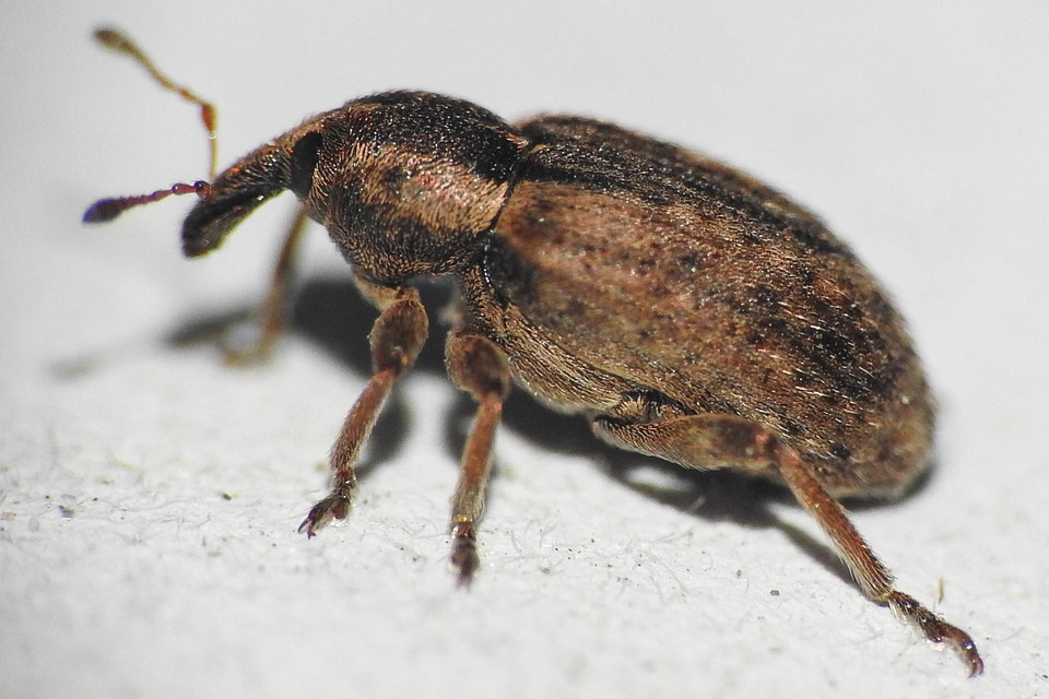 Hypera postica - lucerna-pikkelyesormányos