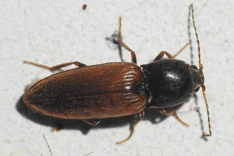 Dicronychus cinereus - szürke szívespattanó