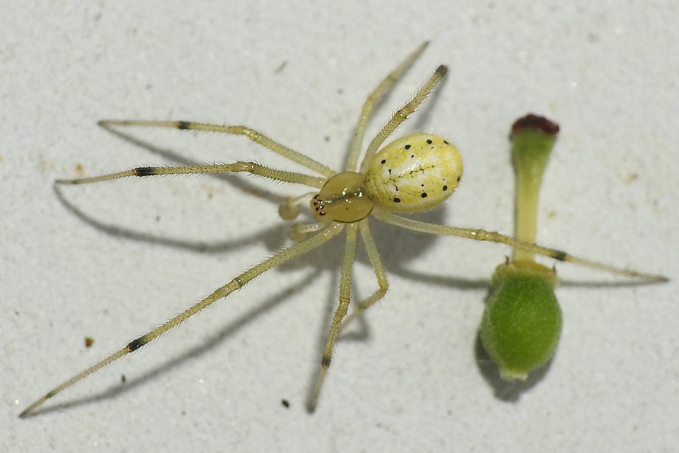 Enoplognatha ovata/latimana