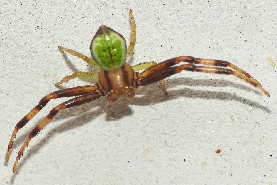 Ebrechtella tricuspidata - alakoskodó karolópók