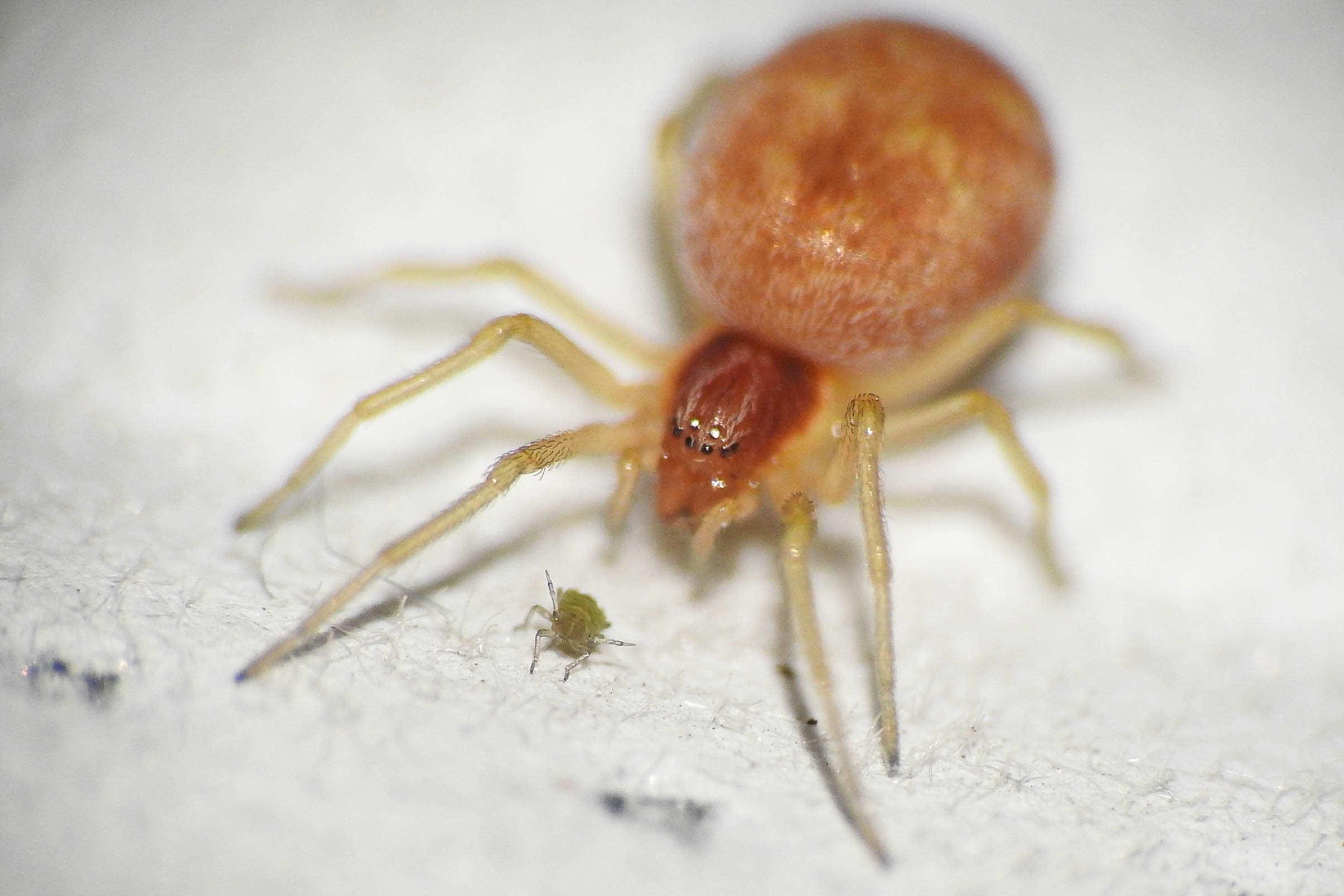 Nigma flavescens - vöröslő hamvaspók
