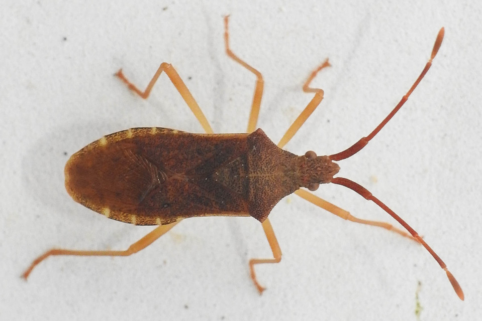 Gonocerus acuteangulatus - aranypetés karimáspoloska