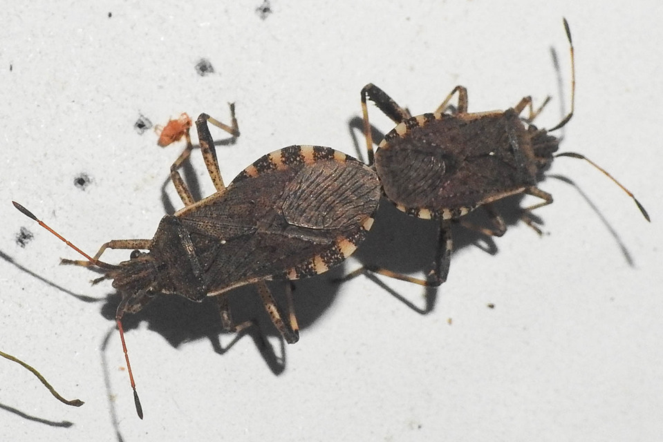 Ceraleptus gracilicornis - tüskéslábú karimáspoloska