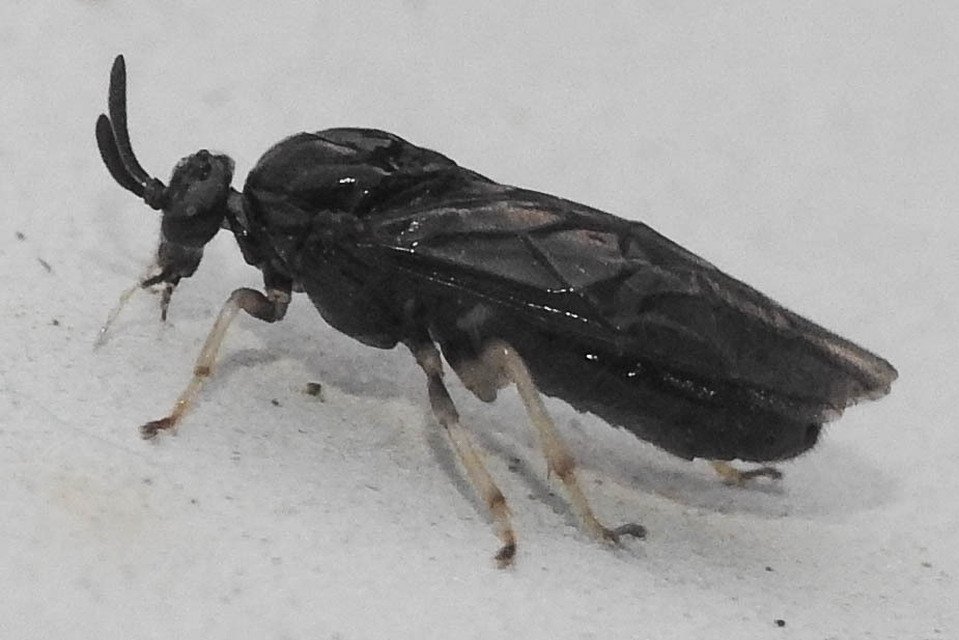 Argidae - botcsápú levéldarazsak