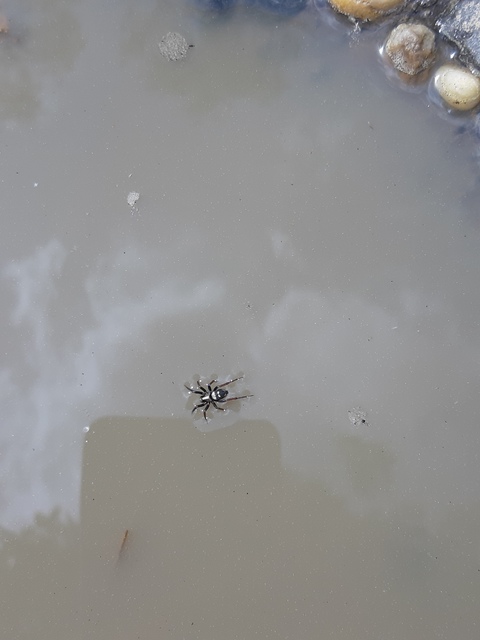 Callilepis