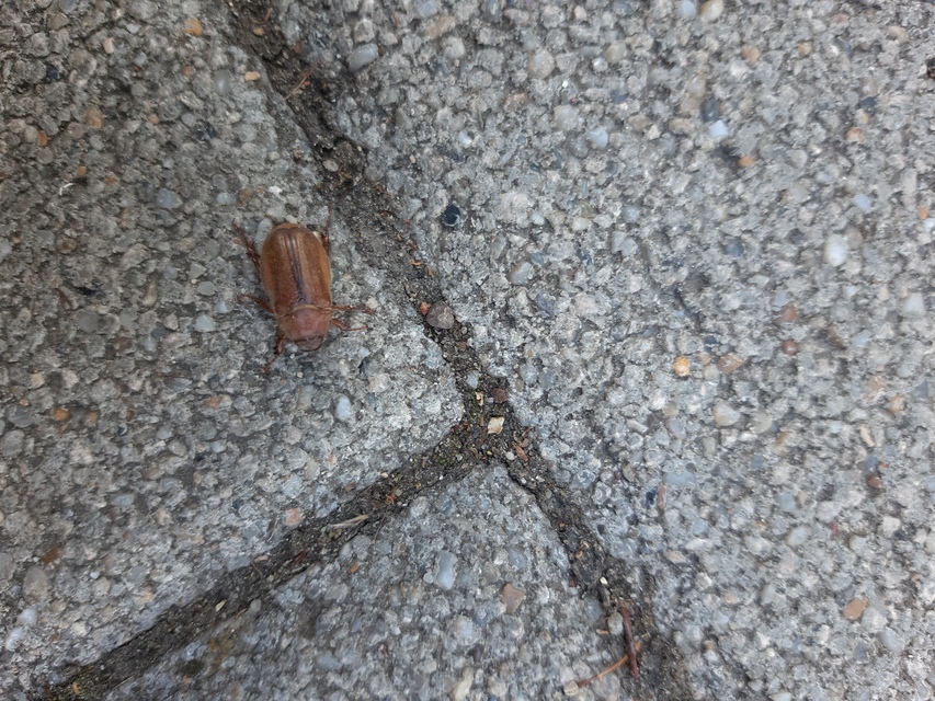 Amphimallon assimile - kis sárgacserebogár