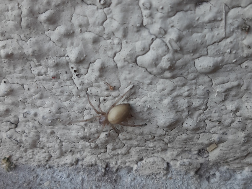 Cheiracanthium