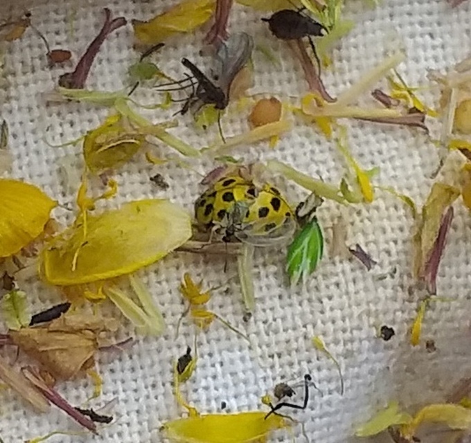 Psyllobora vigintiduopunctata - huszonkétpettyes katica