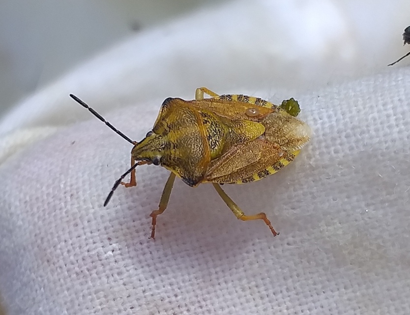 Carpocoris