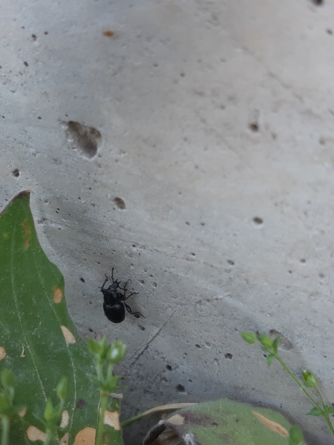 Psallidium maxillosum - fekete barkó