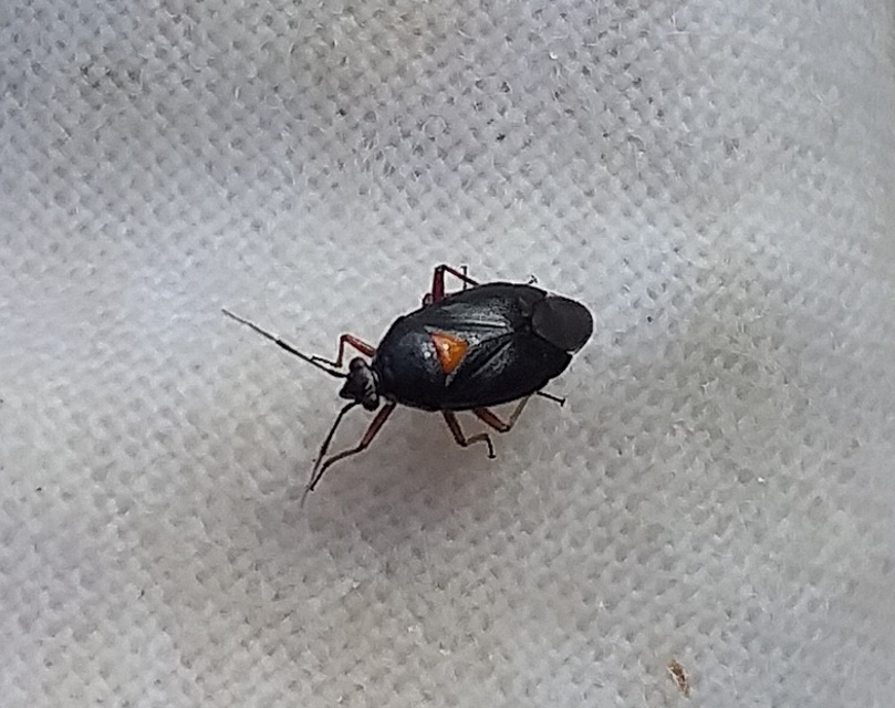 Deraeocoris ventralis