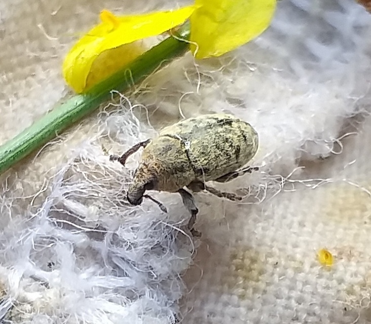 Larinus minutus - aprópúderbarkó