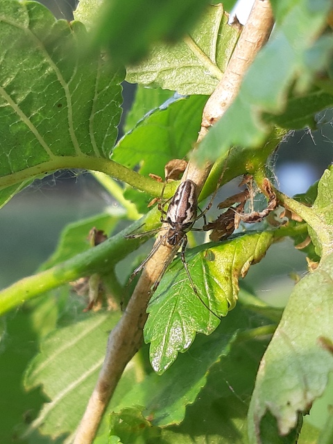 Tetragnatha obtusa