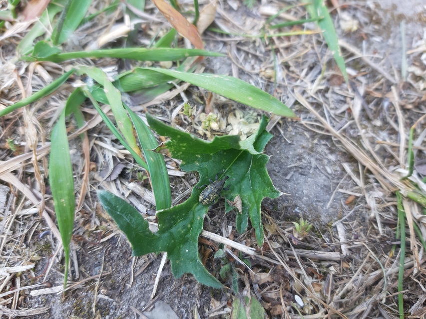 Larinus carlinae - foltos púderbarkó
