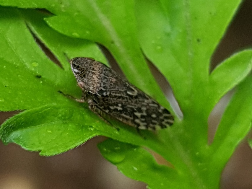 Aphrodes