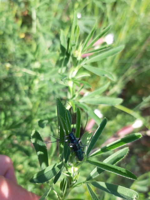 Agapanthia violacea - kék somkórócincér
