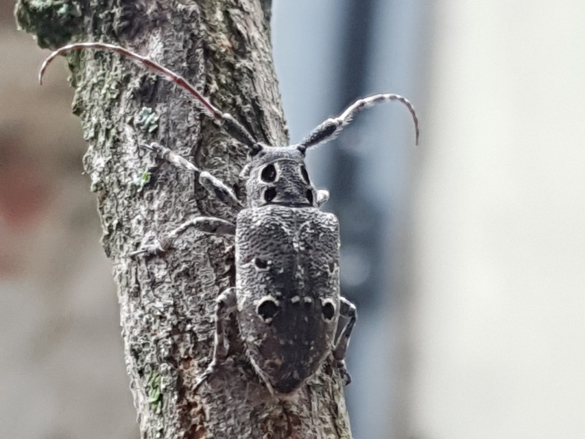 Mesosa curculionoides - szemfoltos cincér