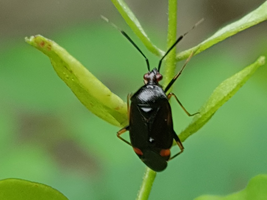 Deraeocoris ruber - vöröses mezeipoloska