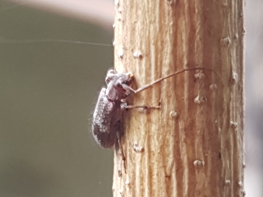 Exocentrus adspersus - tölgyfa-rőzsecincér