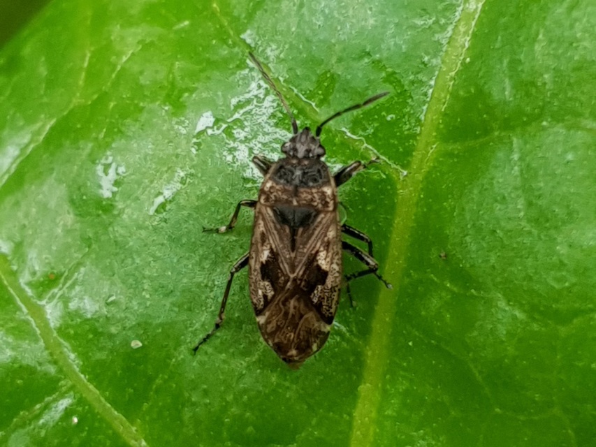 Sphragisticus nebulosus - foltos bodobács