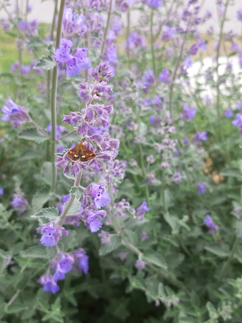 Pyrausta aurata - aranyló bíbormoly