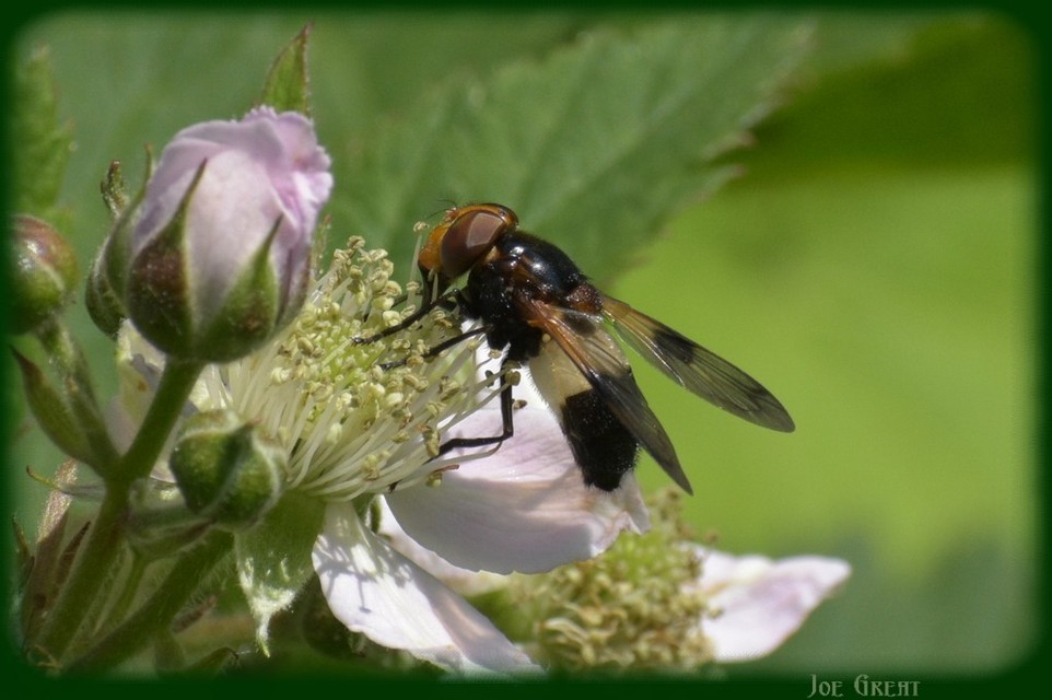 Volucella pellucens - üvegpotrohú pihelégy