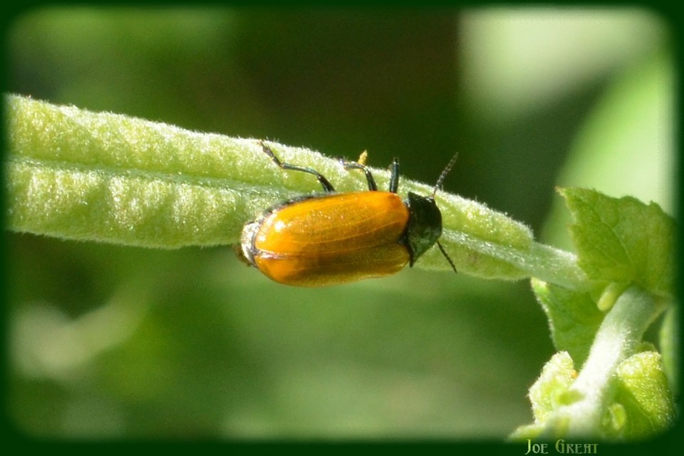 Labidostomis Labidostomis