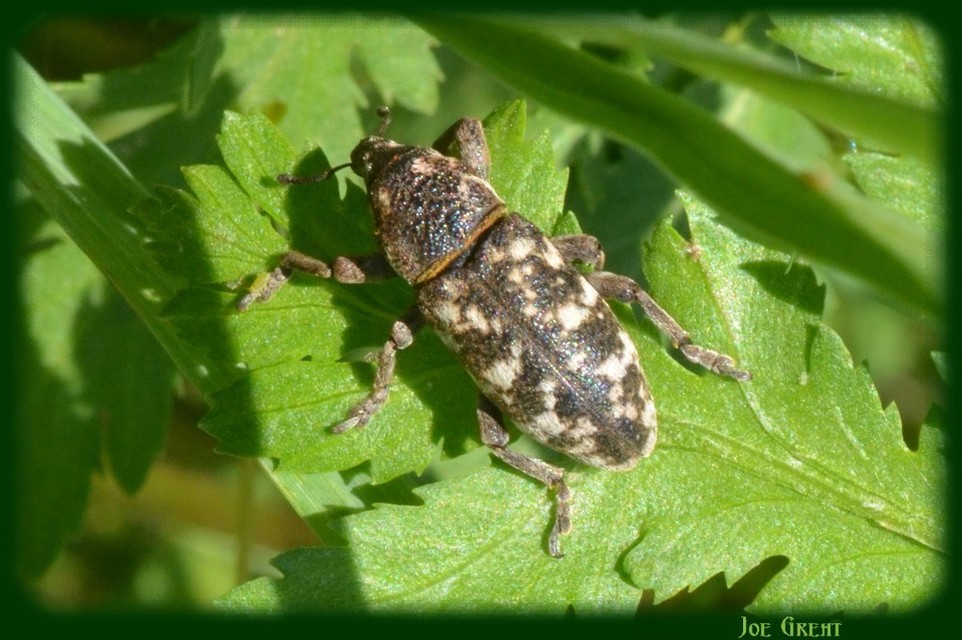 Cyphocleonus dealbatus - márványos barkó