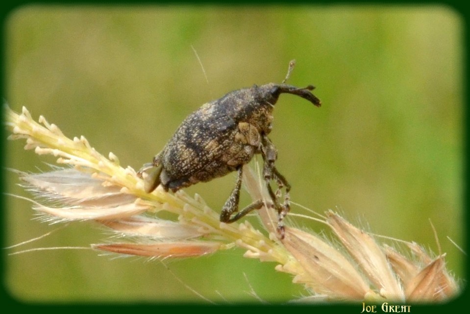 Mogulones abbreviatulus - nagy nadálytő-tarkaormányos