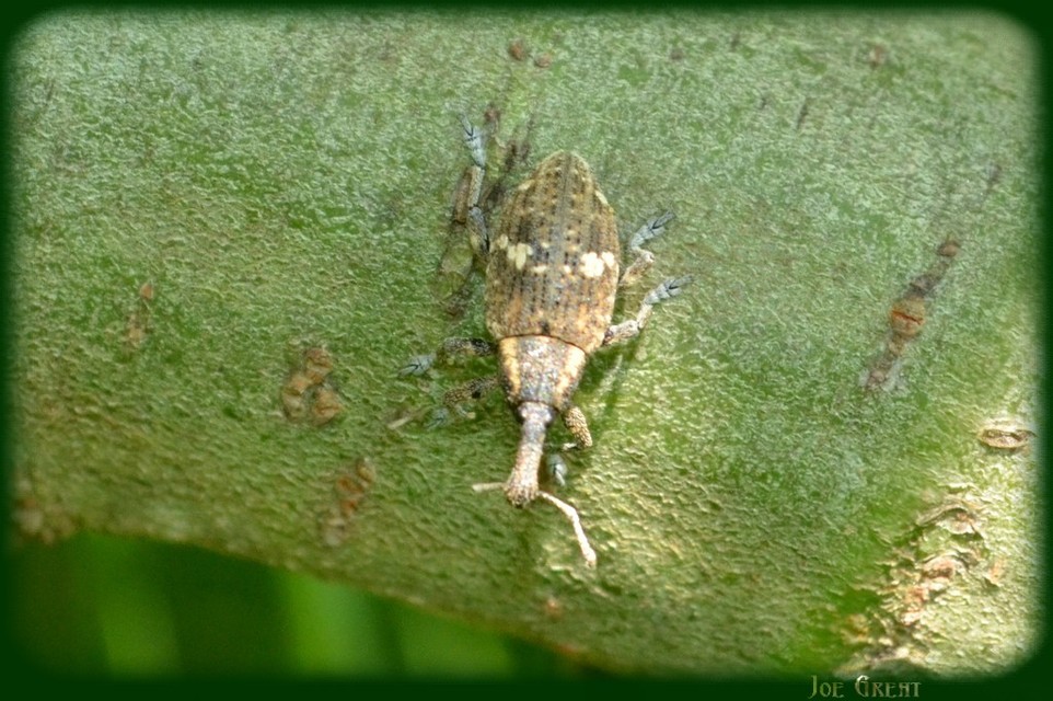 Lepyrus