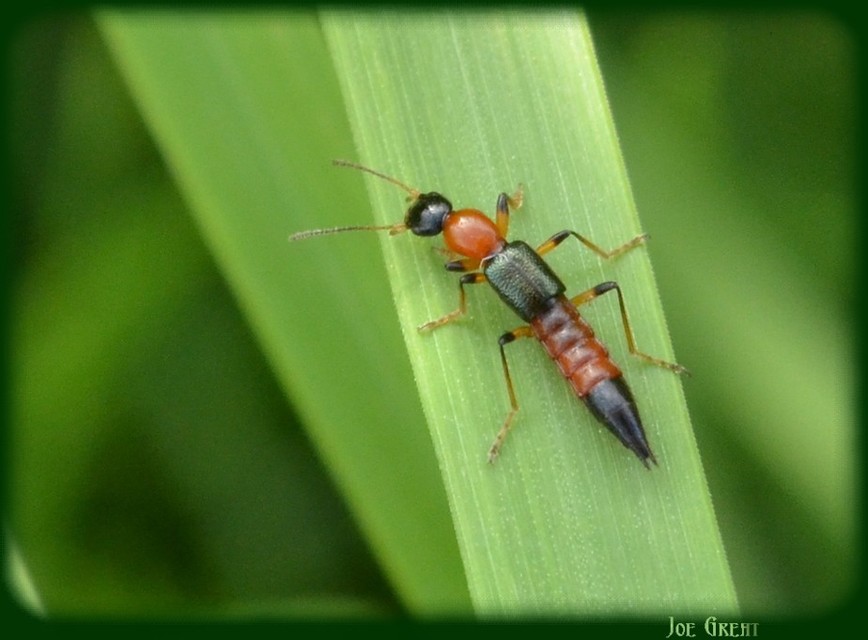 Paederus
