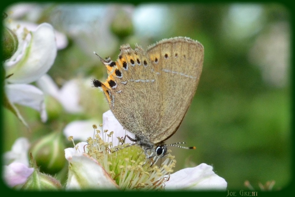 Satyrium pruni - szilvafa-csücsköslepke
