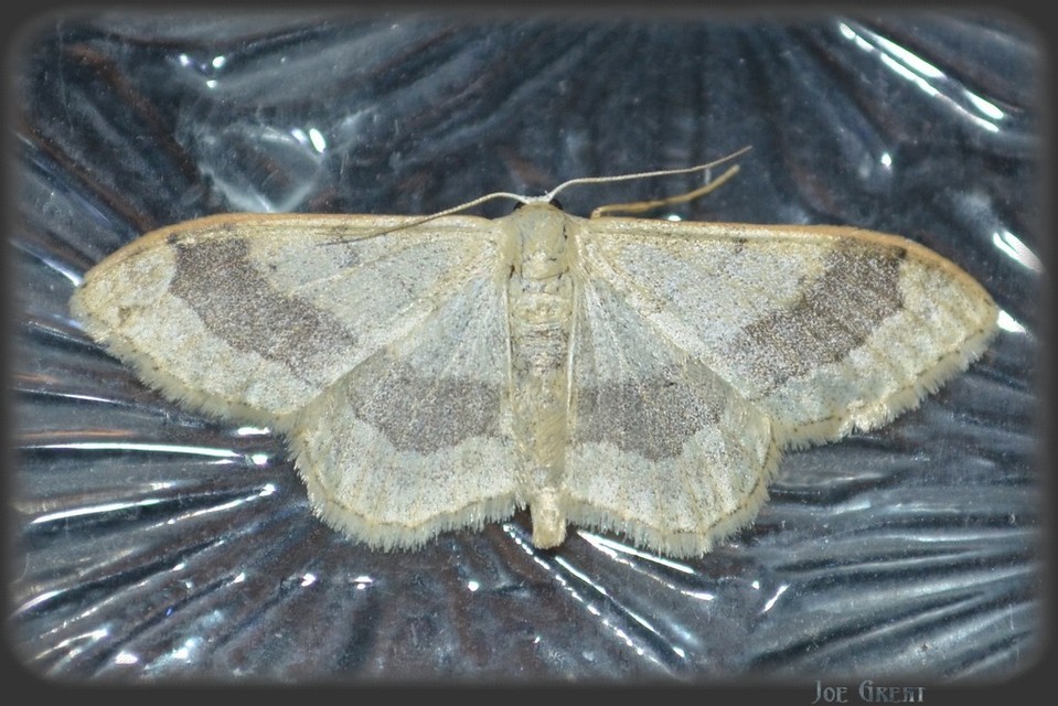 Idaea aversata - nagy sávosaraszoló