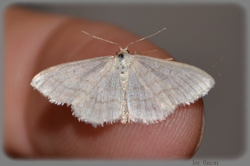 Idaea subsericeata - ötvonalas apróaraszoló