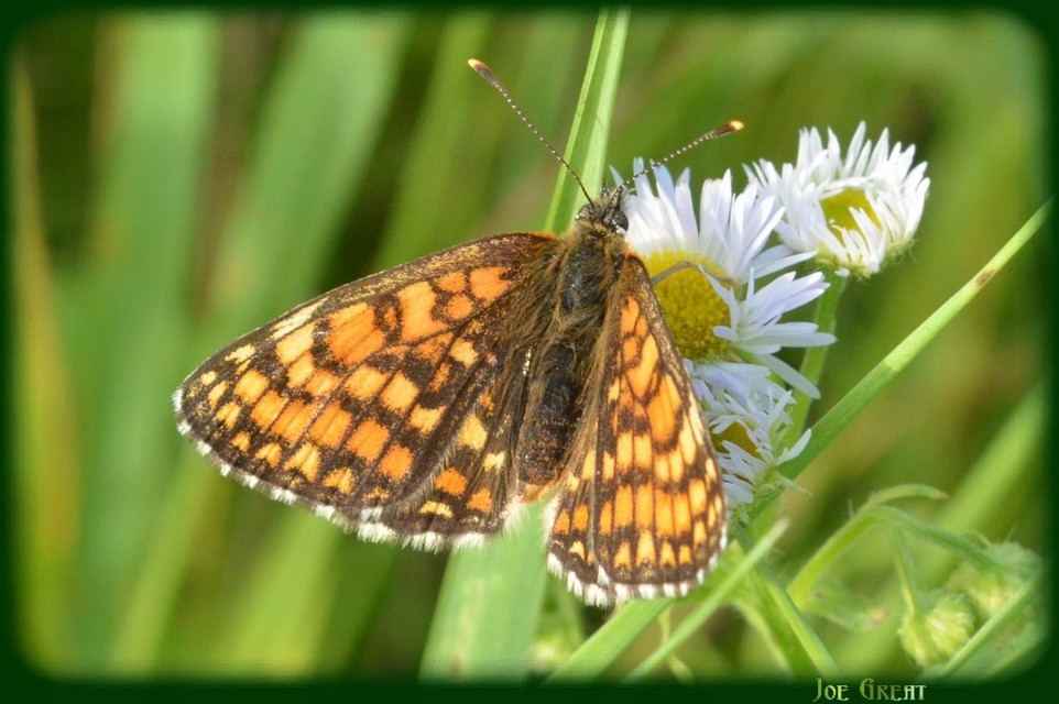 Melitaea athalia - közönséges tarkalepke