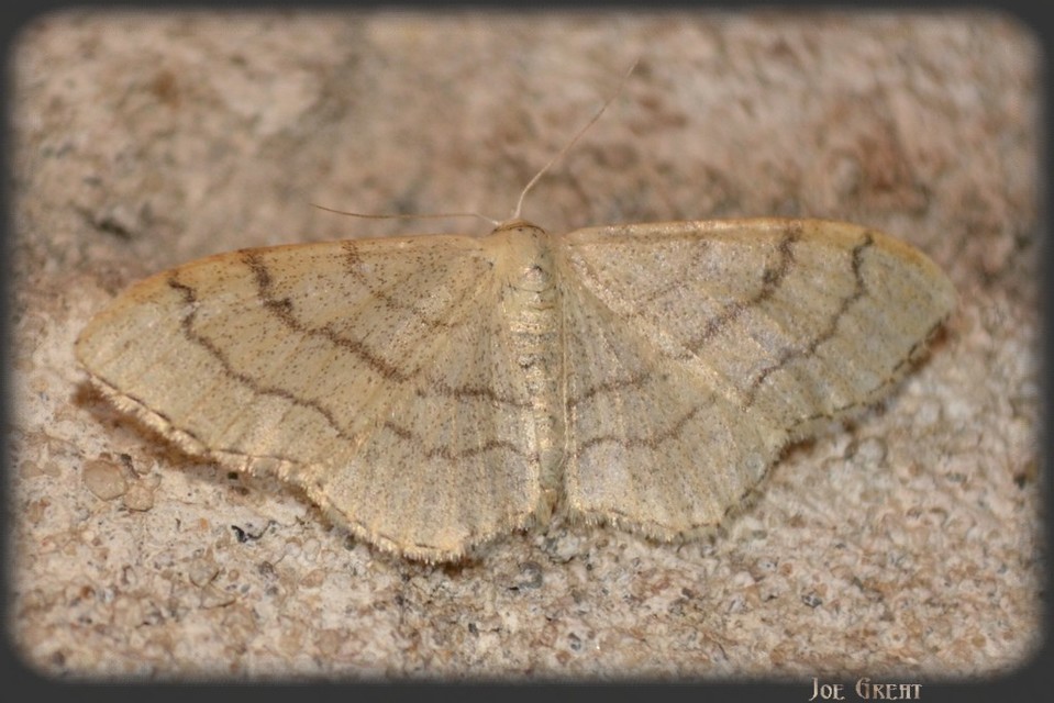 Idaea deversaria - egyszínű sávosaraszoló