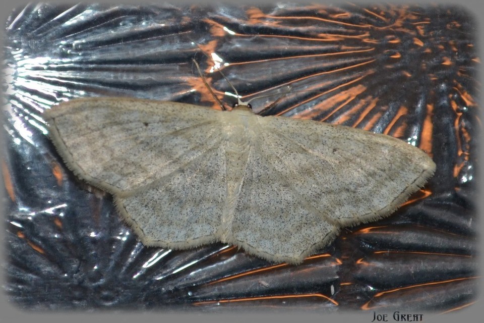 Scopula nigropunctata - feketepettyes araszoló