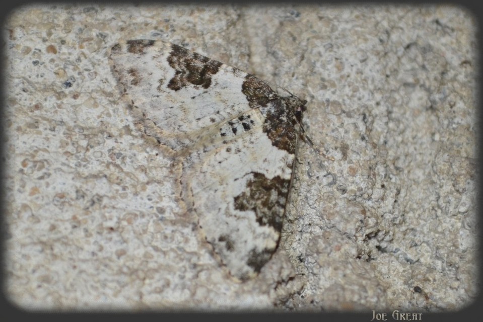Xanthorhoe fluctuata - közönséges tarkaaraszoló